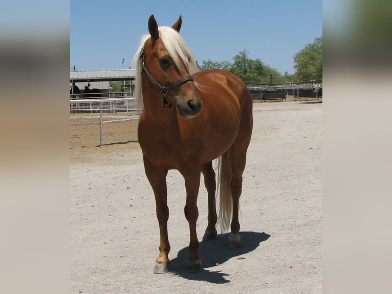 American Quarter Horse Wałach 11 lat 142 cm Izabelowata in Marana, AZ