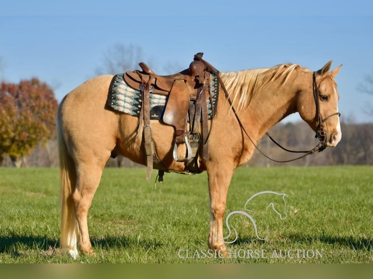 American Quarter Horse Wałach 11 lat 142 cm Izabelowata in Salt Lick, KY