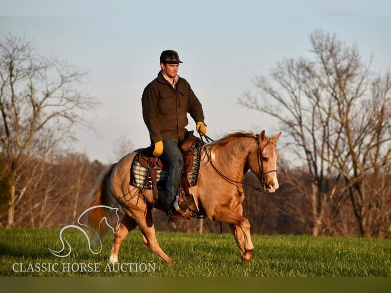 American Quarter Horse Wałach 11 lat 142 cm Izabelowata in Salt Lick, KY