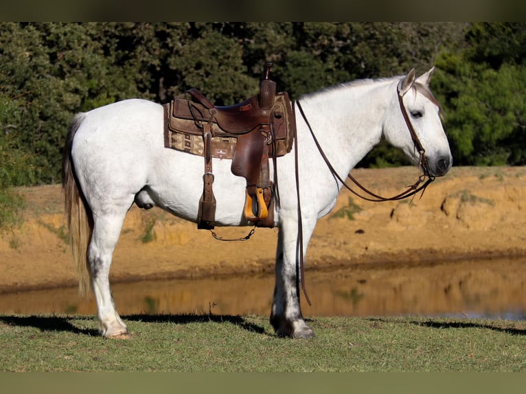 American Quarter Horse Wałach 11 lat 142 cm Siwa in cleburne TX