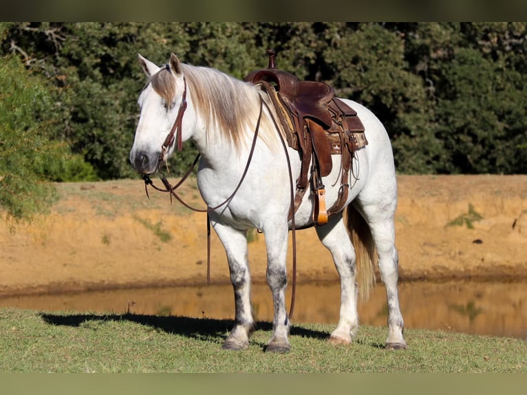 American Quarter Horse Wałach 11 lat 142 cm Siwa in cleburne TX