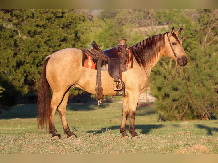 American Quarter Horse Wałach 11 lat 145 cm Jelenia in Cleburne, TX