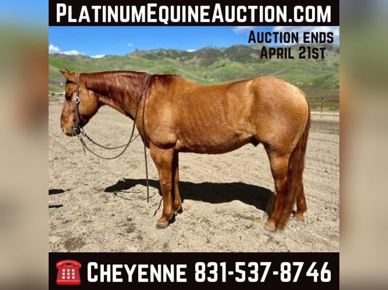 American Quarter Horse Wałach 11 lat 147 cm Bułana in Paicines CA