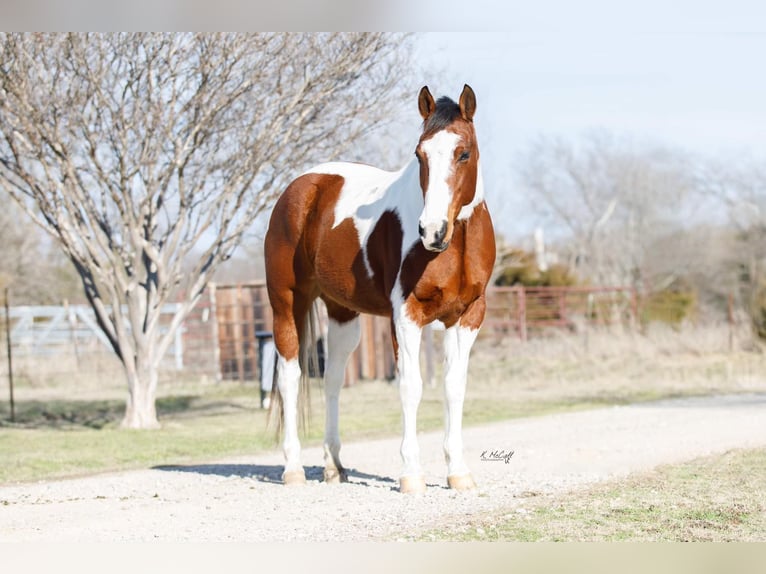 American Quarter Horse Wałach 11 lat 147 cm Ciemnokasztanowata in SAVOY, TX