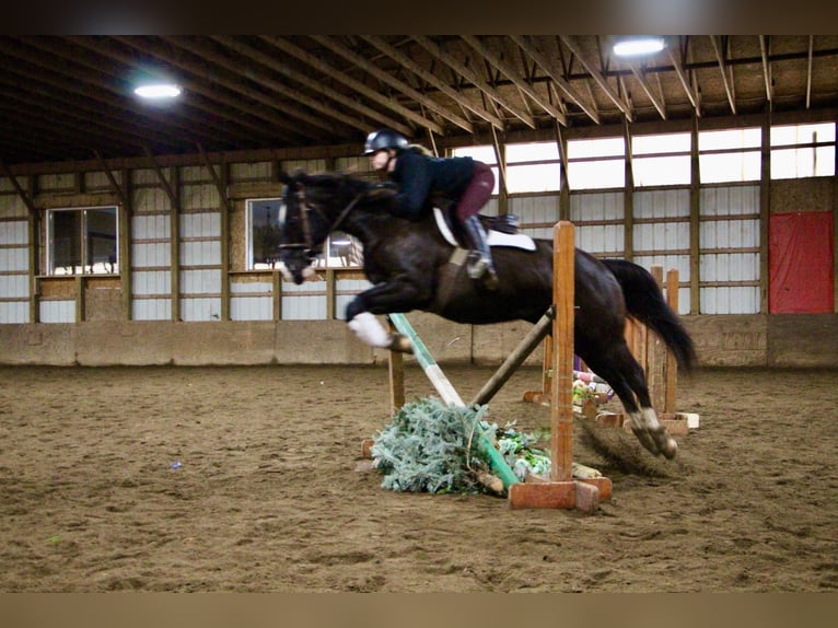 American Quarter Horse Wałach 11 lat 147 cm Kara in Highland Mi