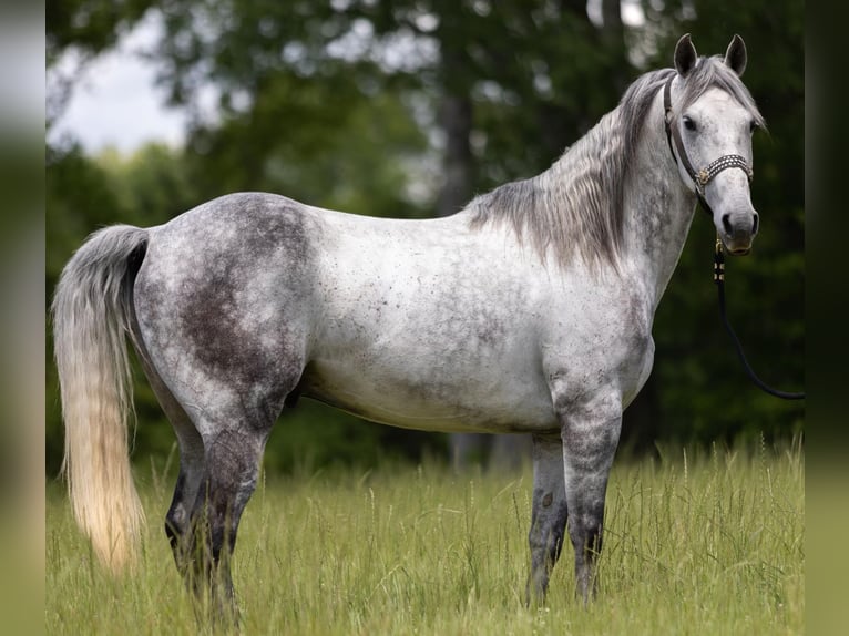 American Quarter Horse Wałach 11 lat 147 cm Siwa jabłkowita in Bovina MS