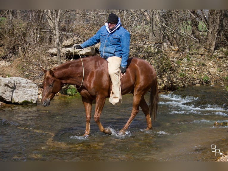 American Quarter Horse Wałach 11 lat 150 cm Ciemnokasztanowata in Mountain Grove MO