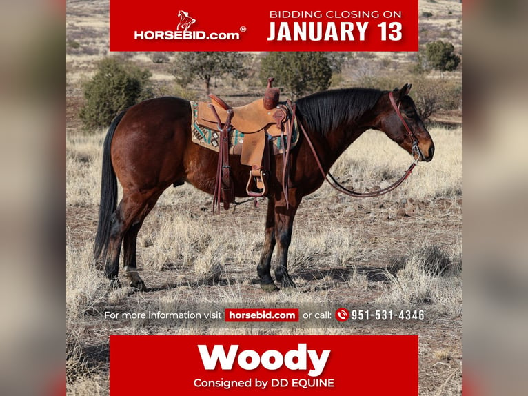 American Quarter Horse Wałach 11 lat 150 cm Gniada in Camp Verde, AZ