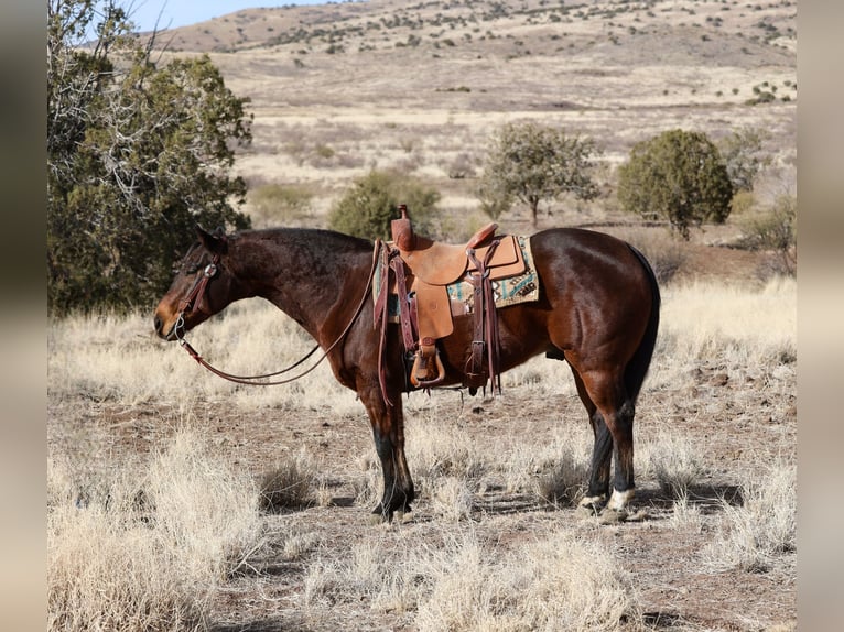 American Quarter Horse Wałach 11 lat 150 cm Gniada in Camp Verde, AZ