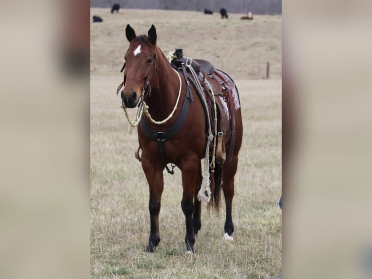 American Quarter Horse Wałach 11 lat 150 cm Gniada in thompkinsville KY