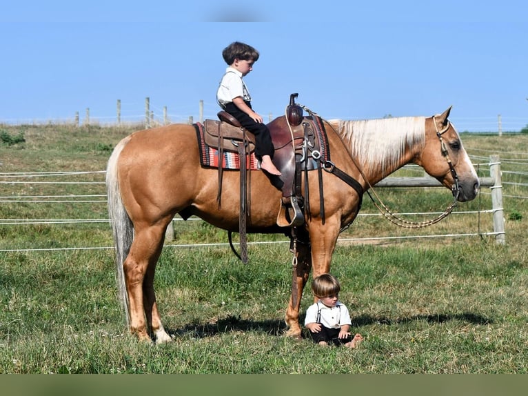 American Quarter Horse Wałach 11 lat 150 cm Izabelowata in Rebersburg, PA