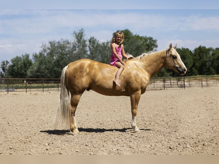 American Quarter Horse Wałach 11 lat 150 cm Izabelowata in Caldwell, ID