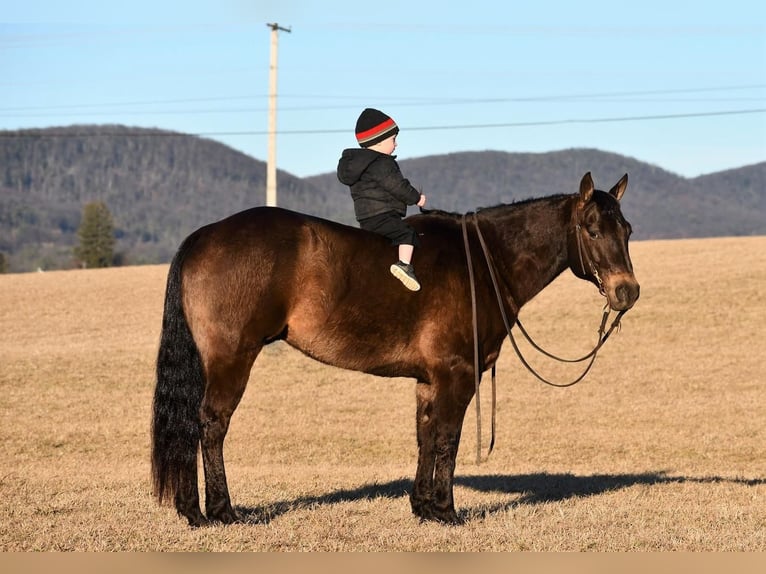 American Quarter Horse Wałach 11 lat 150 cm Jelenia in Rebersburg, PA