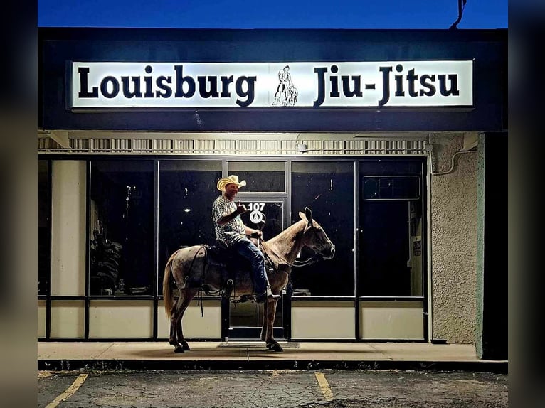 American Quarter Horse Wałach 11 lat 150 cm Kasztanowatodereszowata in LaCygne, KS