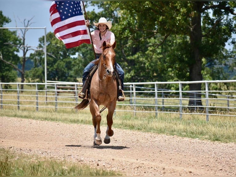 American Quarter Horse Wałach 11 lat 150 cm Kasztanowatodereszowata in Sweet Springs, MO