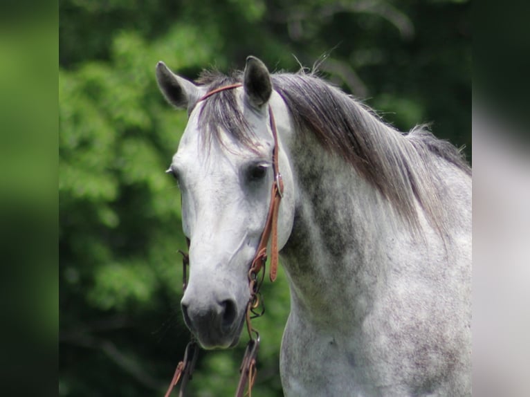 American Quarter Horse Wałach 11 lat 150 cm Siwa jabłkowita in Brodhead KY