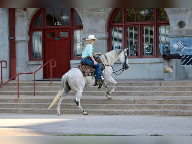 American Quarter Horse Wałach 11 lat 150 cm Siwa in Joshua TX
