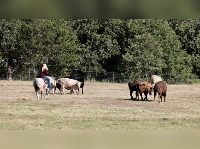 American Quarter Horse Wałach 11 lat 150 cm Siwa in Joshua TX