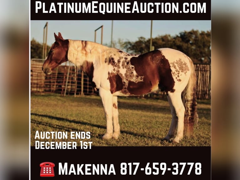 American Quarter Horse Wałach 11 lat 150 cm Tobiano wszelkich maści in Lipan TX