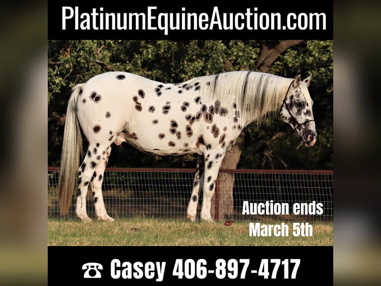 American Quarter Horse Wałach 11 lat 152 cm Biała in Jacksboro TX