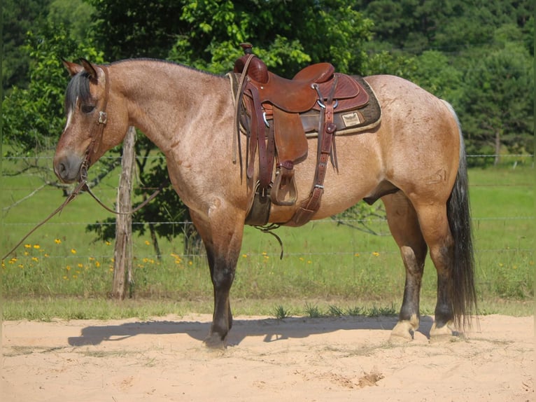 American Quarter Horse Wałach 11 lat 152 cm Bułana in Rusk TX