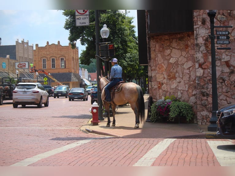 American Quarter Horse Wałach 11 lat 152 cm Bułana in Rusk TX