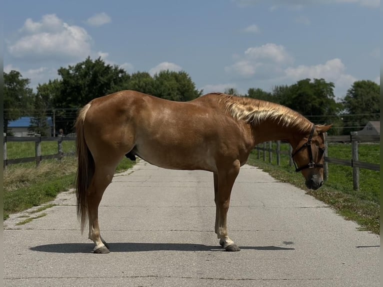 American Quarter Horse Wałach 11 lat 152 cm Cisawa in Muncie, IN