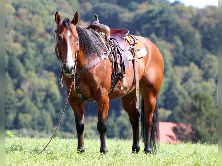 American Quarter Horse Mix Wałach 11 lat 152 cm Gniada in Clarion, PA