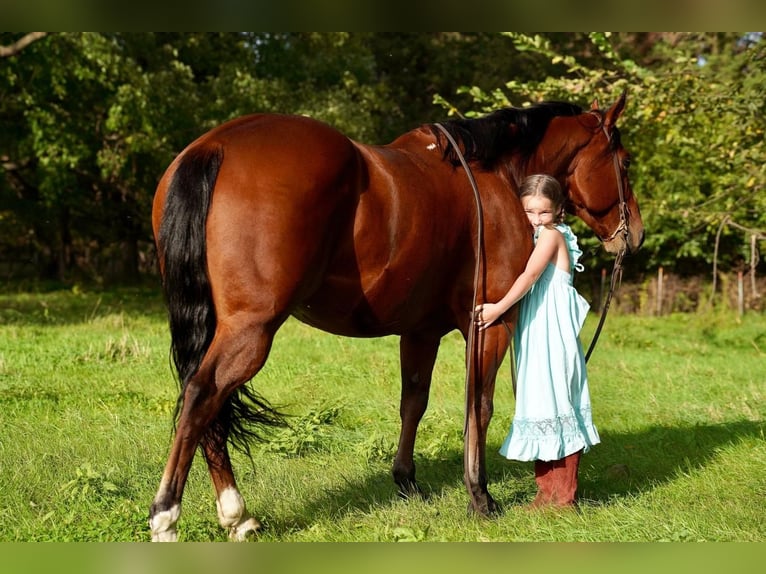 American Quarter Horse Mix Wałach 11 lat 152 cm Gniada in Valley Springs, SD