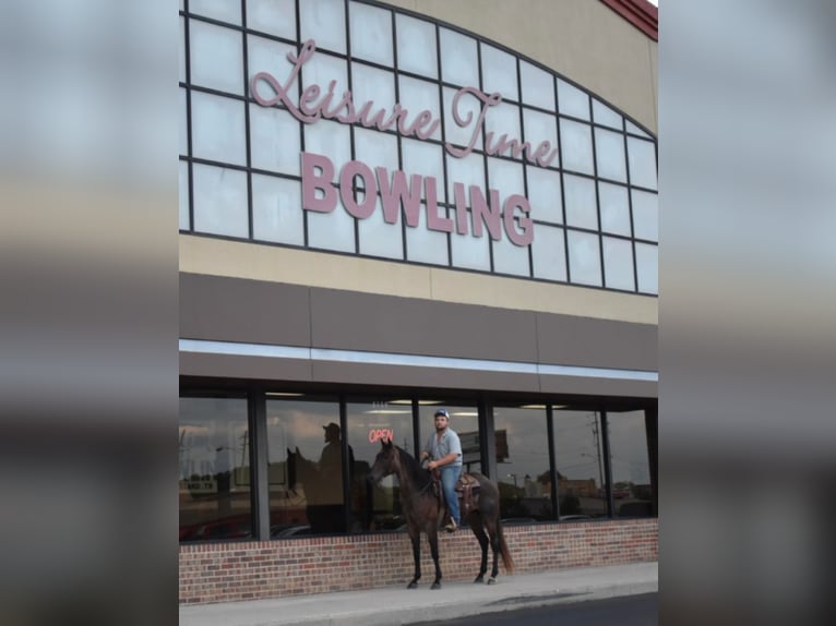 American Quarter Horse Wałach 11 lat 152 cm Gniadodereszowata in Cleveland TN