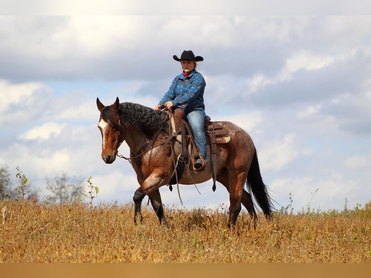American Quarter Horse Mix Wałach 11 lat 152 cm Gniadodereszowata in Clarion, PA