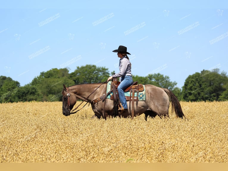 American Quarter Horse Wałach 11 lat 152 cm Grullo in Clarion, PA