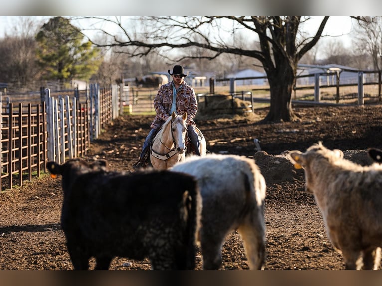 American Quarter Horse Wałach 11 lat 152 cm Izabelowata in Santa Fe, TN