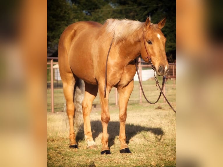 American Quarter Horse Wałach 11 lat 152 cm Izabelowata in Stephenville TX