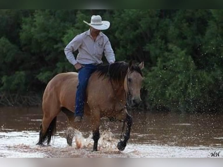 American Quarter Horse Wałach 11 lat 152 cm Jelenia in Canyon, TX