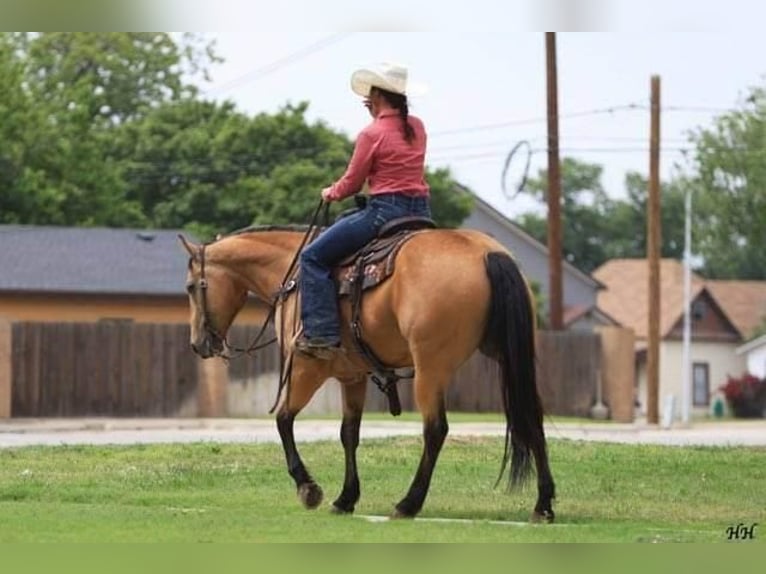 American Quarter Horse Wałach 11 lat 152 cm Jelenia in Canyon, TX