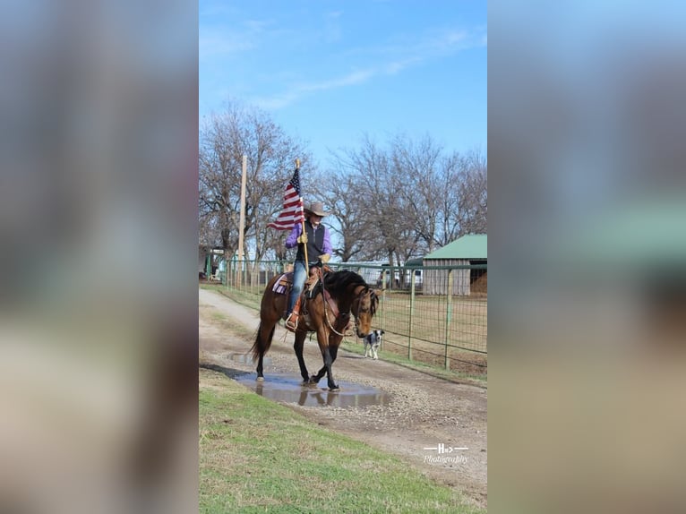 American Quarter Horse Wałach 11 lat 152 cm Jelenia in Cushing, OK
