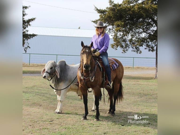 American Quarter Horse Wałach 11 lat 152 cm Jelenia in Cushing, OK