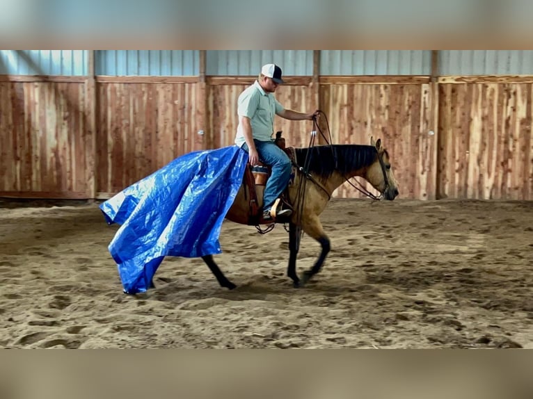 American Quarter Horse Mix Wałach 11 lat 152 cm Jelenia in Valley Springs, SD