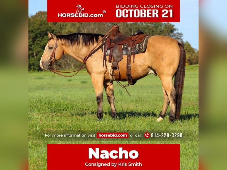 American Quarter Horse Wałach 11 lat 152 cm Jelenia in Clarion, PA