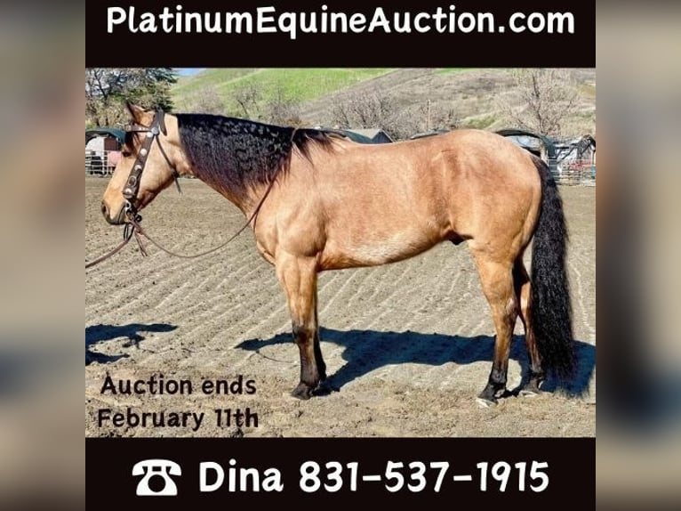 American Quarter Horse Wałach 11 lat 152 cm Jelenia in Paicines CA