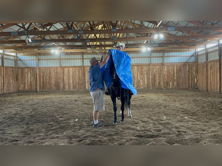 American Quarter Horse Wałach 11 lat 152 cm Kara in Valley Springs