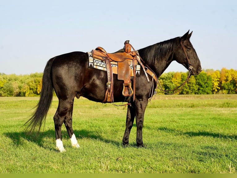 American Quarter Horse Wałach 11 lat 152 cm Kara in Valley Springs