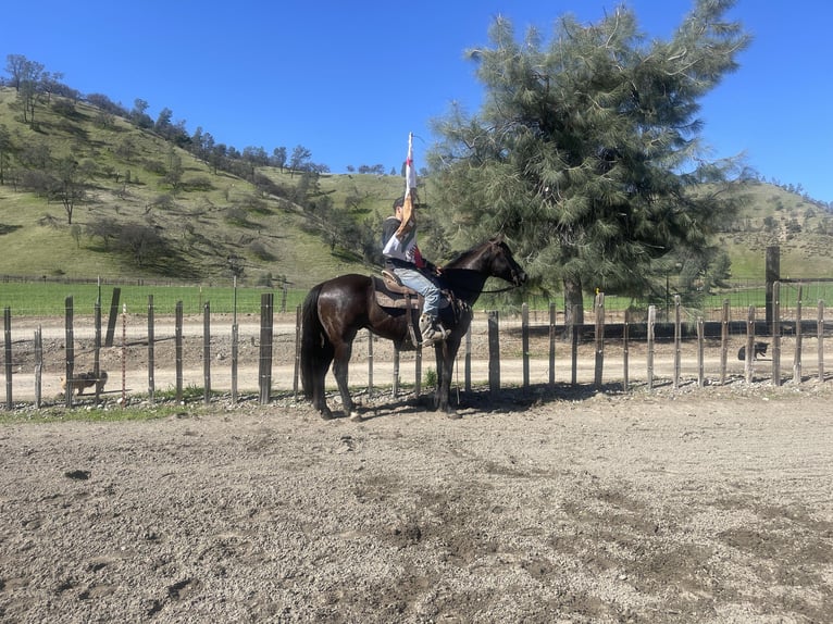 American Quarter Horse Wałach 11 lat 152 cm Kara in Paicines CA