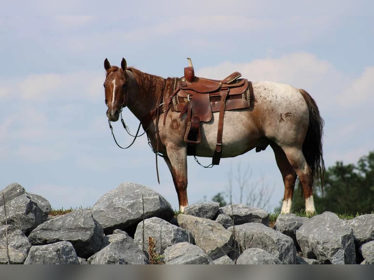 American Quarter Horse Wałach 11 lat 152 cm in Rebersburg, PA