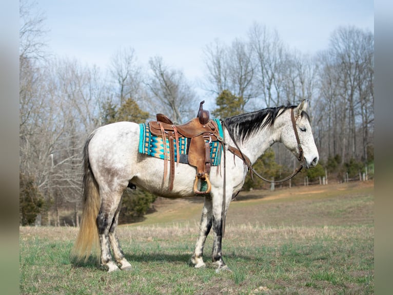 American Quarter Horse Wałach 11 lat 152 cm Siwa jabłkowita in Greenville, KY