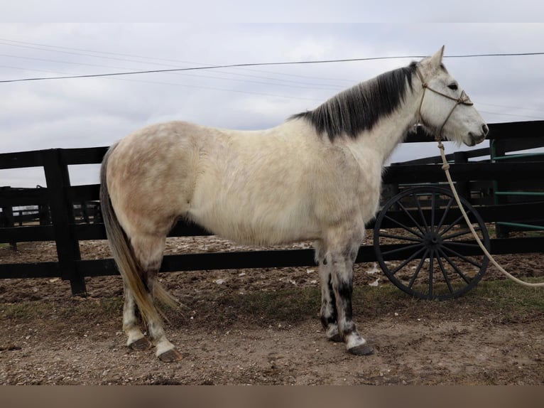 American Quarter Horse Wałach 11 lat 152 cm Siwa jabłkowita in Hillsboro KY