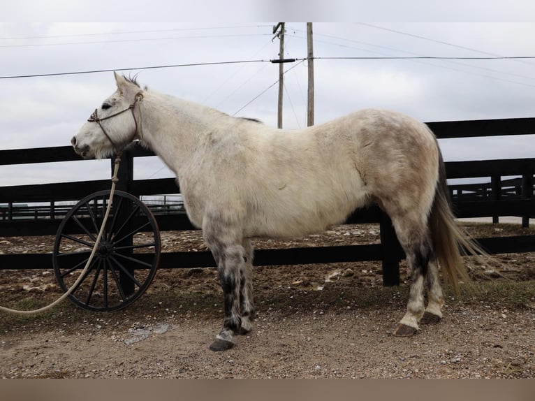 American Quarter Horse Wałach 11 lat 152 cm Siwa jabłkowita in Hillsboro KY