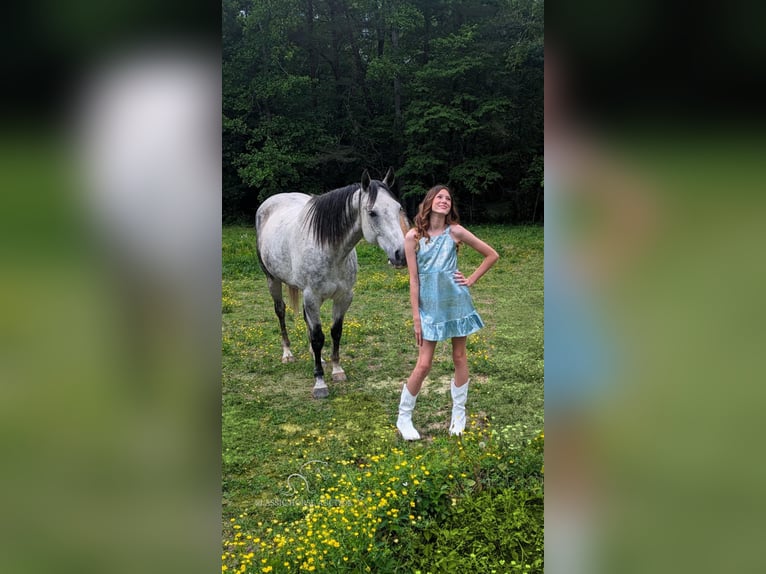 American Quarter Horse Wałach 11 lat 152 cm Siwa jabłkowita in Spencer, tn