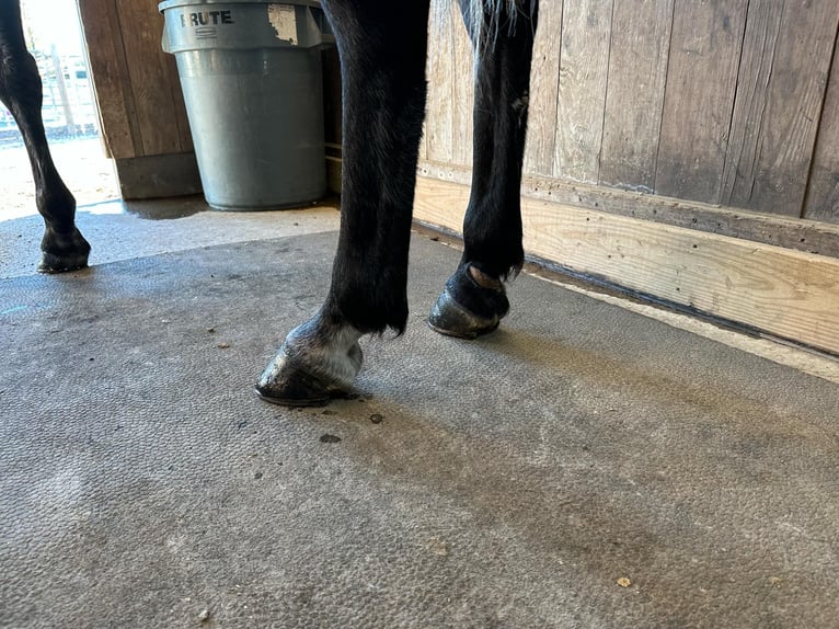 American Quarter Horse Wałach 11 lat 152 cm Siwa jabłkowita in Spencer, tn